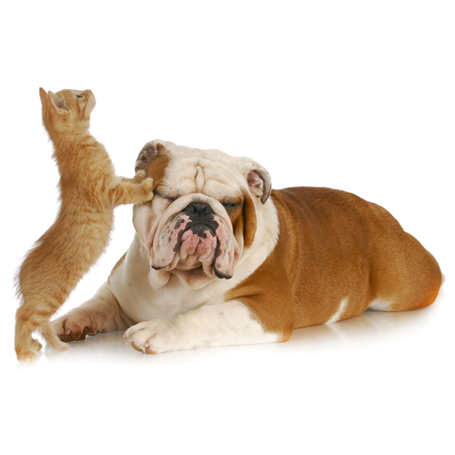 <b>VINYL PLANK FLOORING</b> and Pets