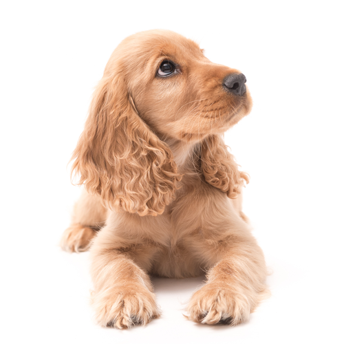 <b>PLUSH CARPET</b> and Pets